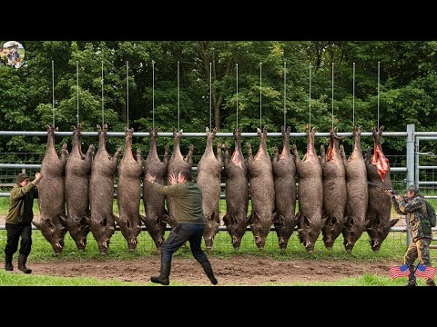US Farmers Threaten Wild Boars This Way Does It Really Work