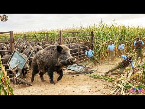 UNBELIEVABLE Unexpected Situation When Wild Boar Falls into