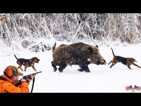 California Wild Boars 19 Incredible Shots in 19 Minutes The