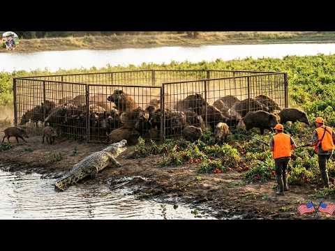 Biggest Wild Hog Trap Ever Massive Wild Hog Trap Large