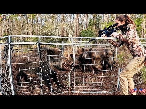 Hundreds of Wild Boars Invade A Control Challenge in Suburbs