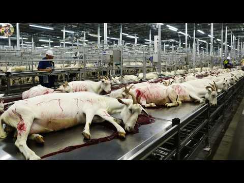 Millions Of Goat Are Processed This Way Goat Processing