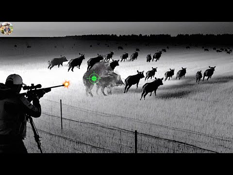 Best Wild Boar Night Hunting with High Definition Thermal