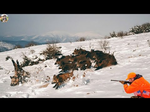 Epic Winter Hunt Battle for Survival Begins Wild Boar