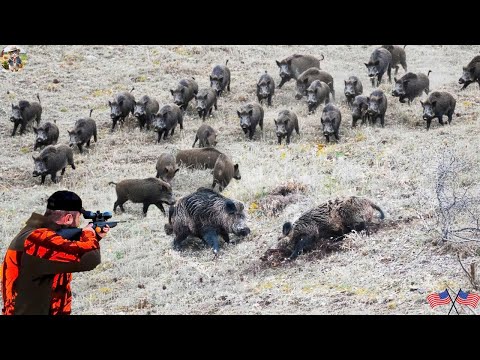 Chasing Wild Boars on Hillside A Hunt Recorded from a First
