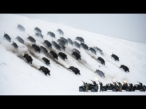 BEST WILD BOAR HUNTS IN WINTER Fierce Battle Harsh Weather