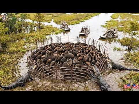 Wild Boar Monster Captured Unique Way Florida Farmers