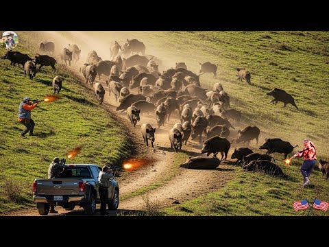 Epic Wild Boar Hunt Massive Herd Chased Across Hills Take