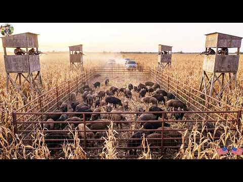 AMAZING Wild Boars Finally Fell into the Trap After Days of