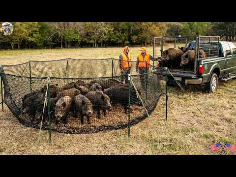 Unique How Arizona Farmers Use Net Traps to Catch Wild