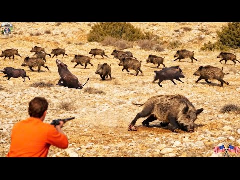 Unbelievable Emergency Alert Wild Boars Swarm Farm And