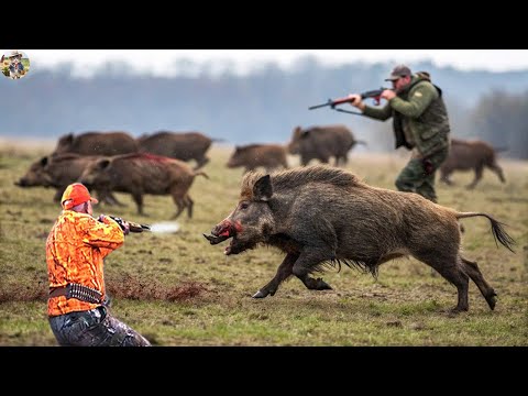 1 Shot 1 Kill Eye Catching Wild Boar Hunting Trip This