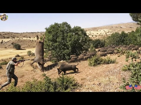 Overcoming Steep Hills Wild Boars Seek to Escape A Dramatic