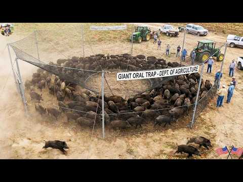 The Most Notorious Invasive Species Hundreds of Wild Boars