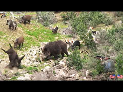 Limitless Wild Boar Exciting Hunting Scenes Amazing Shots