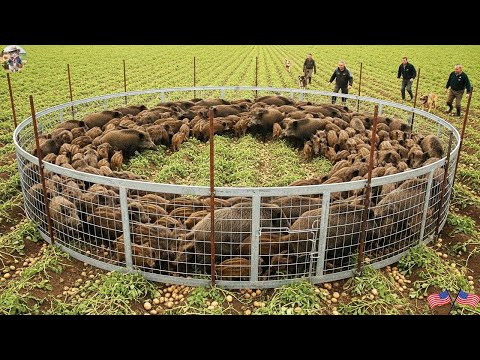 How Farmers Trap Wild Boars Step by Step Trapping Wild