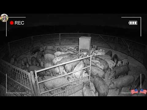 Night Trail Cam Reveals What Wild Boars Do Before The Trap