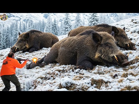 Brutal Wild Boar Hunt Farmers Search for Wild Boars on