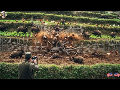 Destructive Power of Wild Boars Angry Farmers Take Down
