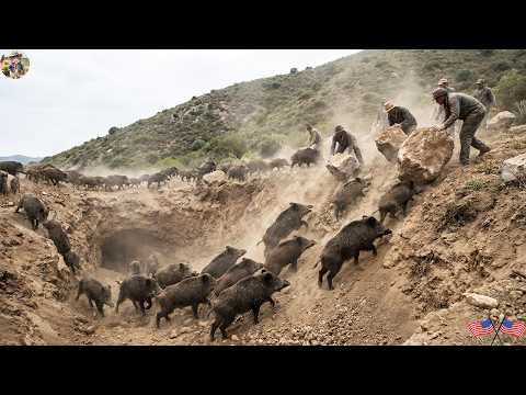 Wild Boars Destroy Three Months Of Hard Work On A Texas
