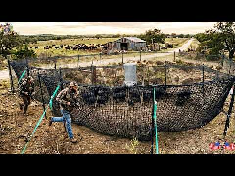 299 Wild Boars Caught by Florida Farmers Using Net Traps in