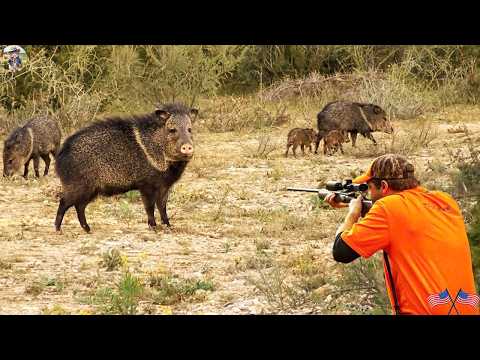 How California Farmers Deal with Wild Boars Perfecting the