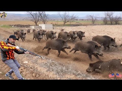 Wild Boars Rush Across Field A Thrilling Chase Begins