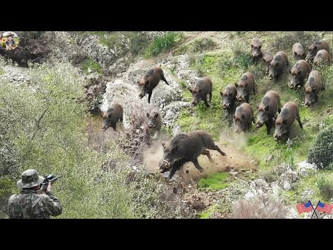 Whole Forest Is In Chaos Ferocious Wild Boar Attacks And