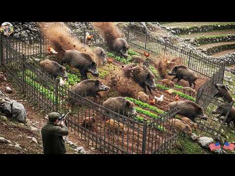 The Wild Boar Eradication Campaign How Are Florida Farmers
