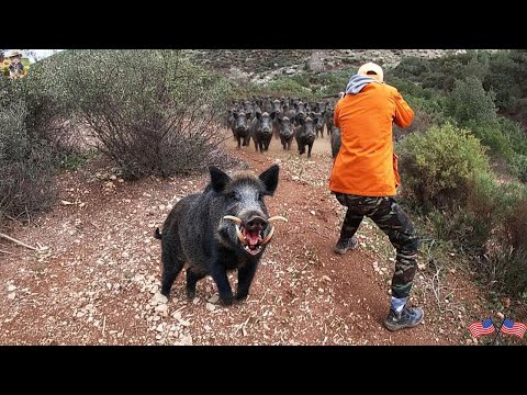 Top 100 Best Shots Take Down Invasive Giant Wild Boar The