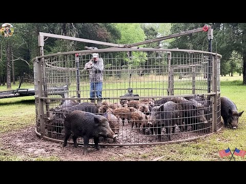 Special Wild Boar Traps A Race to Save Crops and People