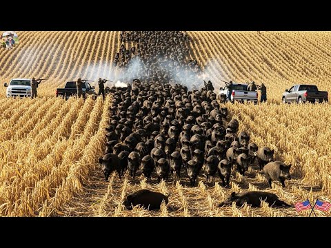 EXCITING Unforgettable Battle on Field Wild Boars That Were