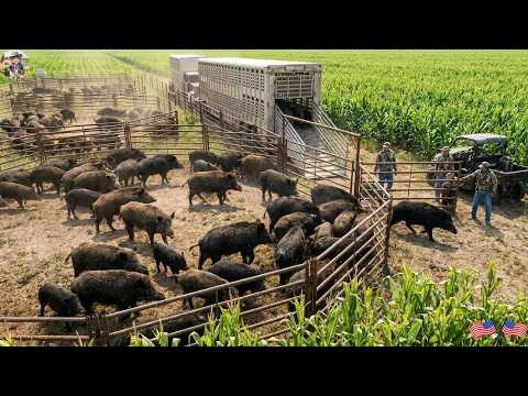 One Giant Trap vs Hundreds of Wild Hogs Caught in Seconds