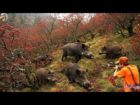 California Farmer Chases Wild Boar Hiding in wild Apple