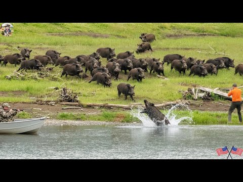 Crazy Wild Boar Charge on the Field Hunter s Fight to Stop
