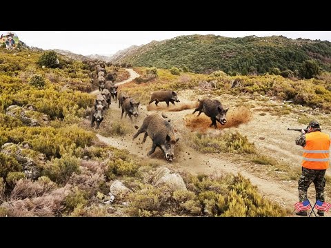 Extremely Tense Wild Boars Invade Farmers Try to Stop Them