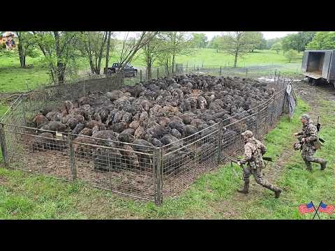 Massive Feral Hog Trap Captures an Entire Sounder Texas