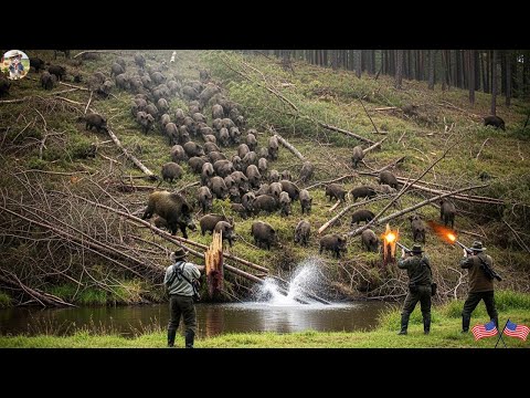 Unbelievable Footage Large Herd of Boars Found Farmer and
