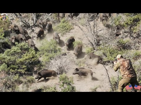 Wild Boars Come Fast on Hillside A Hard Fight to Win Fierce