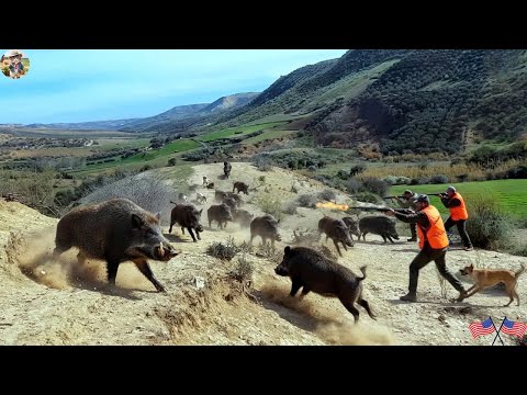 Relentless Hunt Wild Boars Destroy a Huge Farm An Eye