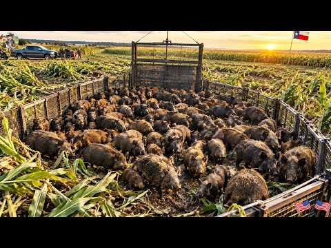 We Were Also Startled By The Number Of Wild Boars We Caught