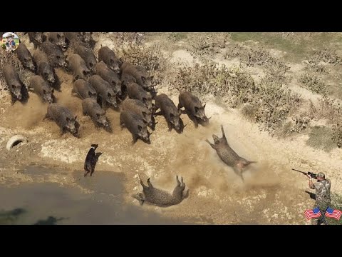 Unbelievable Wild Boar Chase on Hills A Battle for Survival