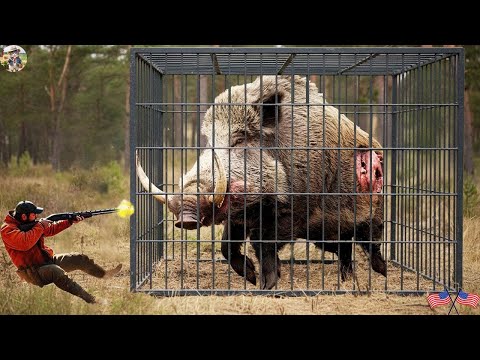 The Wild Boar Monster Finally Caught in the Trap Hunters