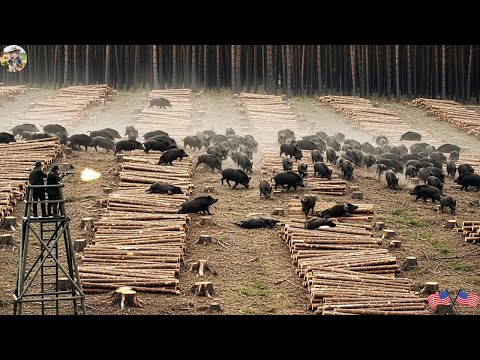 Terrible Devastation of Wild Boars What Are Wild Boars