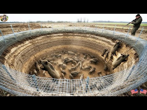 This Trap Stops Boars from Destroying Farms One Trap