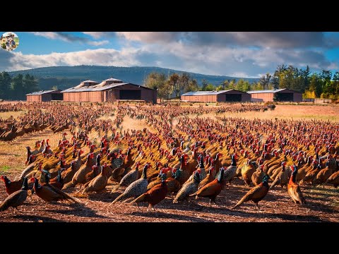 Pheasant Farm How American Farmers Raise Millions of
