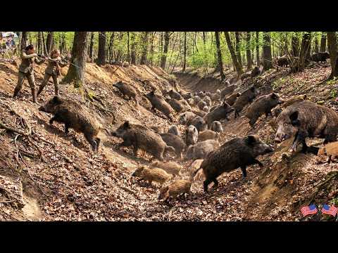 Wild Boars Learn to Evade Farmers Here s How Texas Farmers