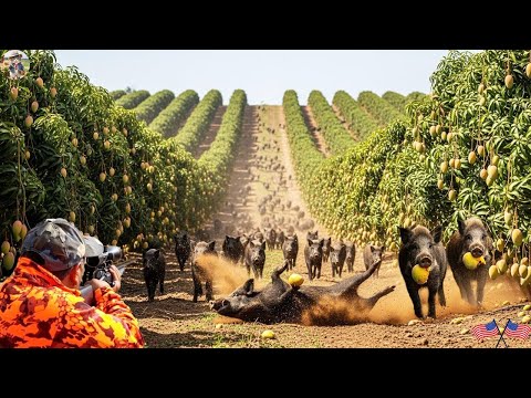 Wild Boars Destroy Mango Farm Farmer Fights Back Intense
