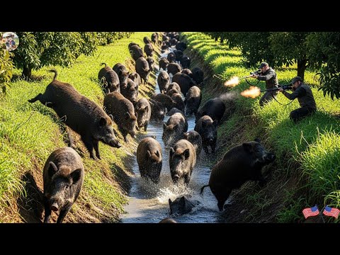 Wild Hogs Nest Greatest Hunt Hundreds of Invasive Wild