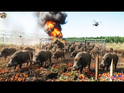 Farmers Wipe Out 79 Wild Boars in a Single Trap Using Safe